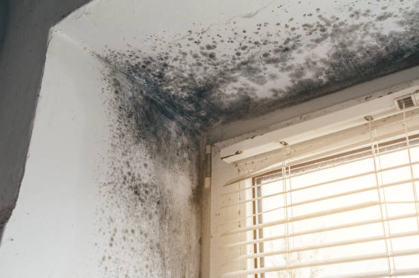 Affordable Basement Mold Removal solutions in Sperryville, VA